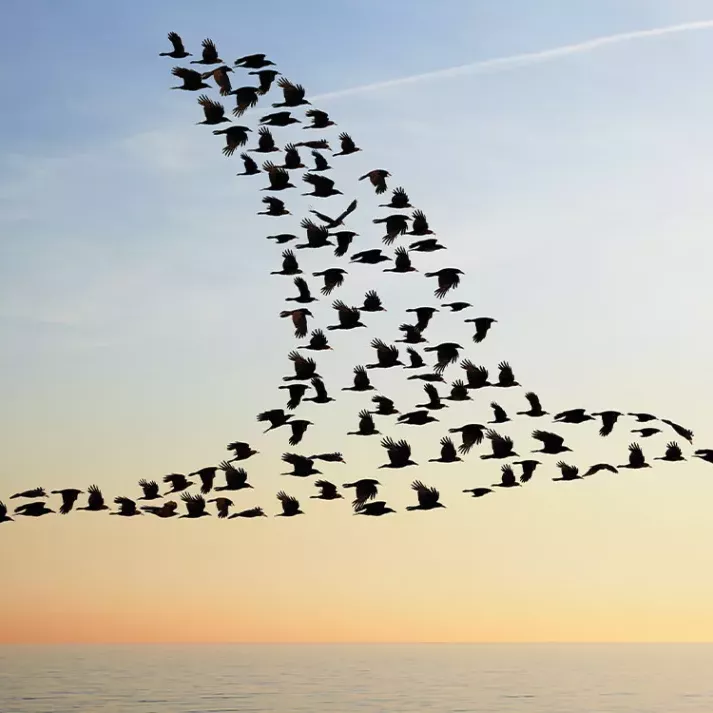 sierra-birds-wb_0.jpg